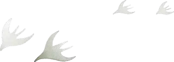 Birds graphic